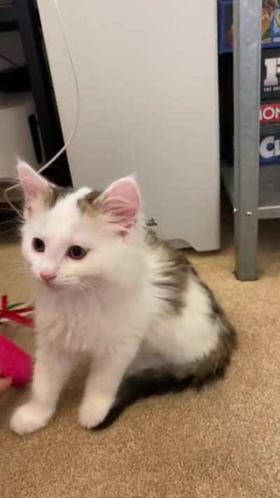 Is it a yell or a squeak when they&rsquo;re this small?