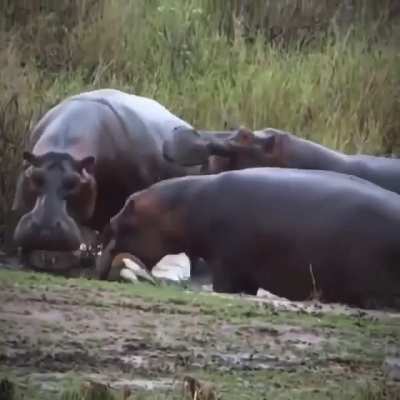 hippos fight over small prey