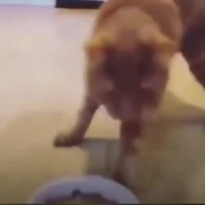 moke wed cat