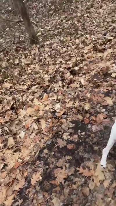 Another fun video of Rayne running through our trail