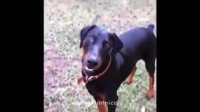 comrade dog