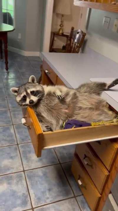 "How's it goin', ma'am?" - Biscuit the raccoon