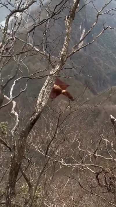 A red-and-white giant flying squirrel gliding across a valley in Zhangjiajie National Forest Park, China