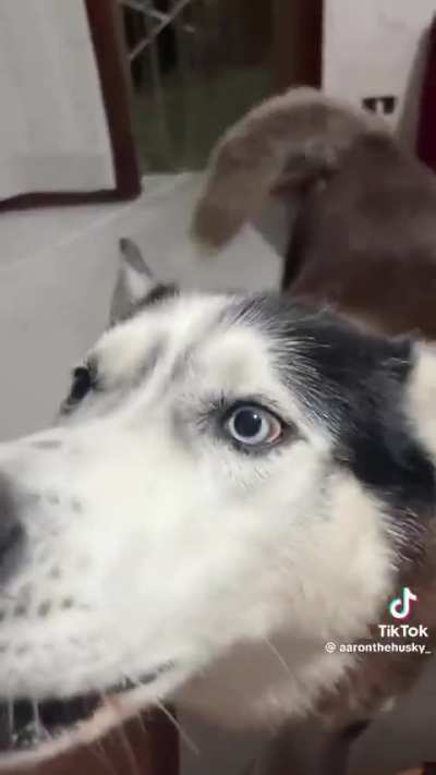 Cachorro italiano f*da-se.