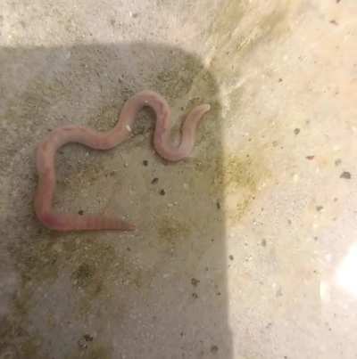 Visible blood flow in earthworm ❤️🩸
