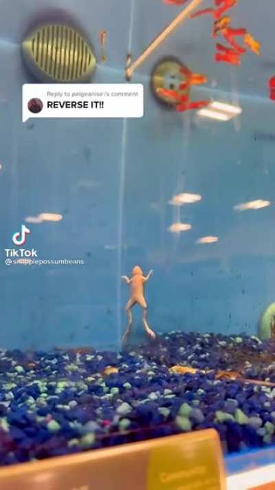 he ascend