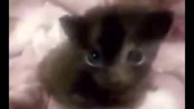 I was making this meme during class and I thought my earbuds were plugged in and I turned it max volume 😭