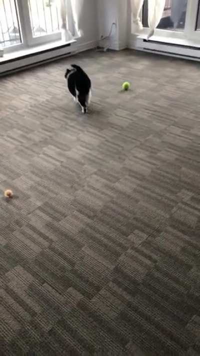 Bouncy chonk