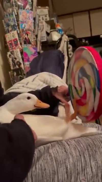 Alex Jones: The ducks in the park are free; Me with my new duck:
