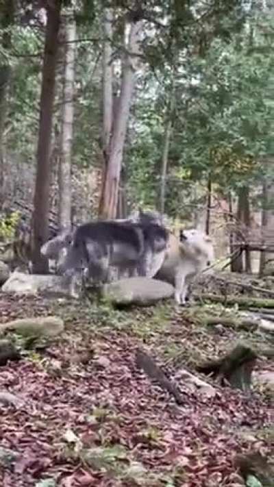 Wunky wolp 