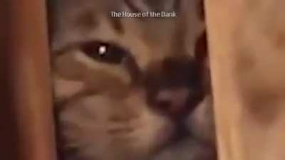 جوجو في العالم الحقيقي