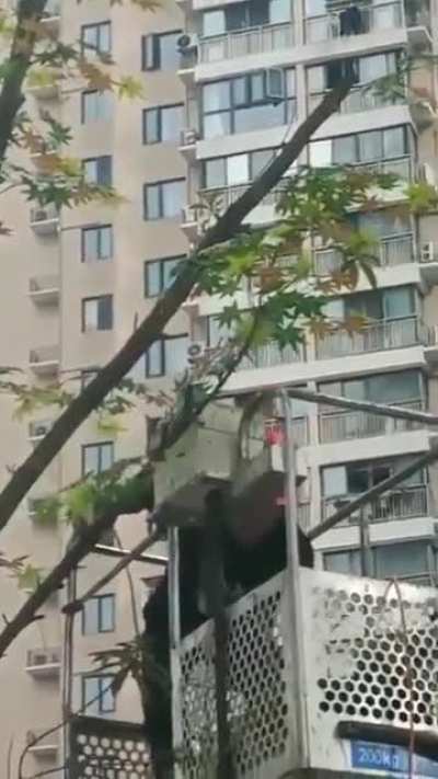 Worker stapling leaves to trees in China to make the city look "greener"