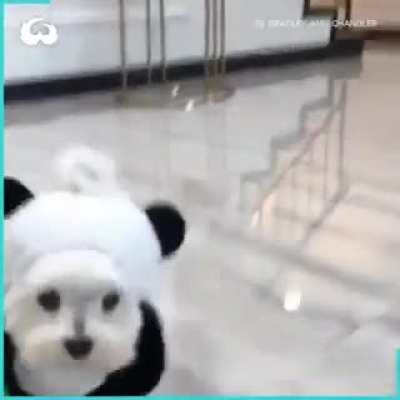 Adorable Maltese Dogs Dressed In Panda Costumes