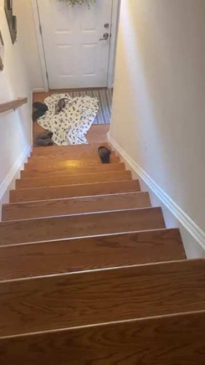 i just think everyone deserves to see this video of my ferret going down the stairs... that&rsquo;s all