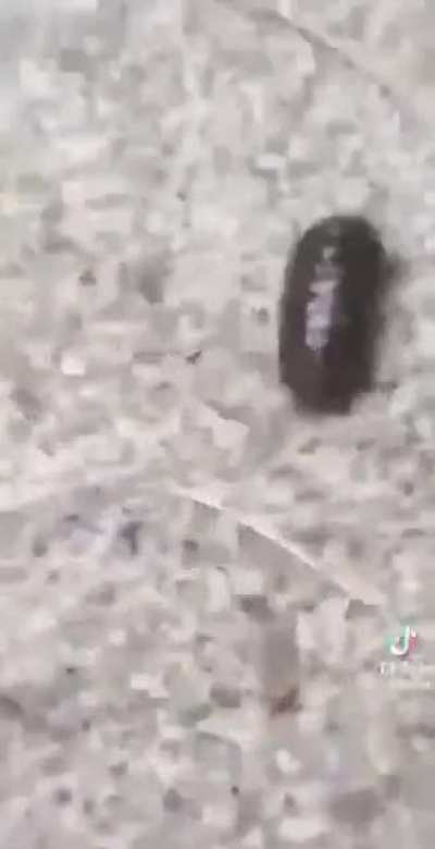 Cattopods