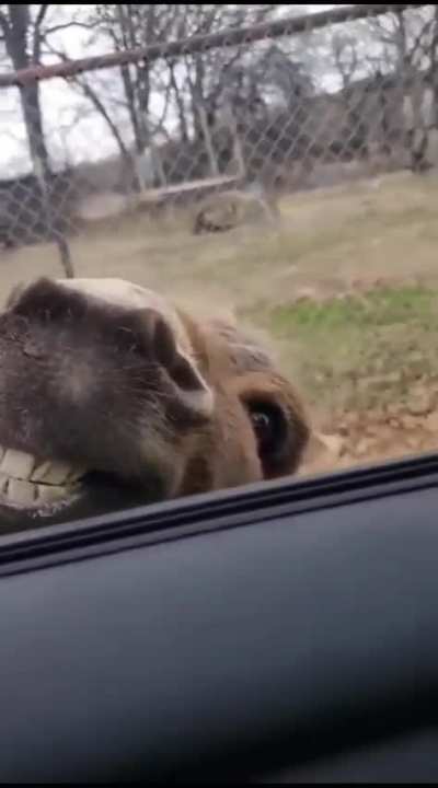 This dude needs to back the heck up. Photo bomber