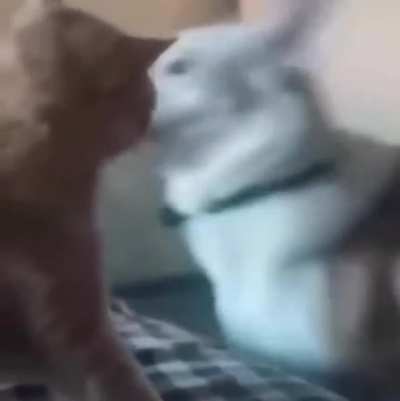 I eat you, kitty