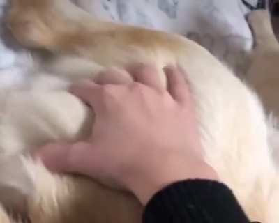 Is this how you pet a dog?
