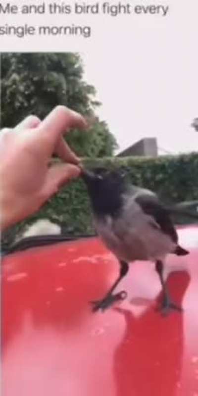 Moldy bird