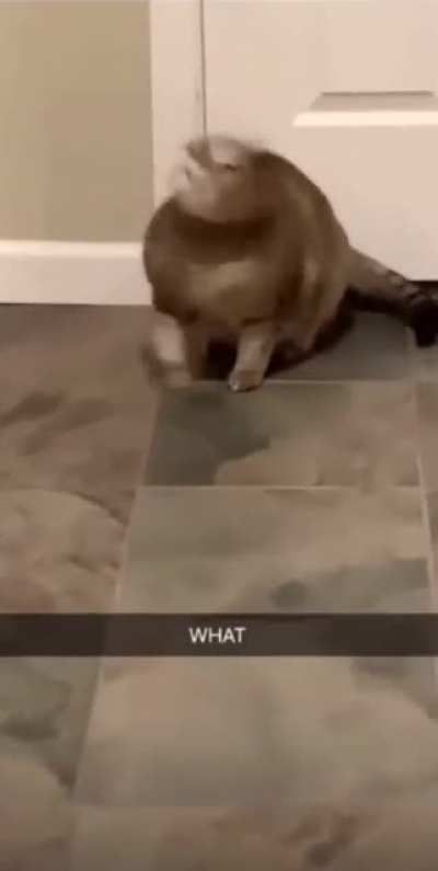 My cat people need me