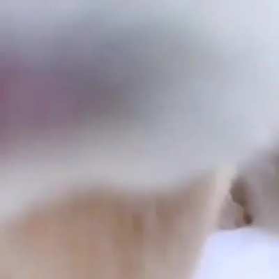 bunny