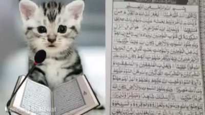allah cat