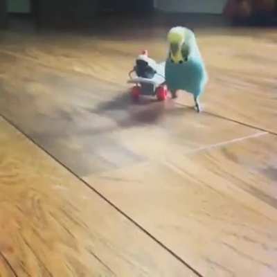 Running away from problems birb edition