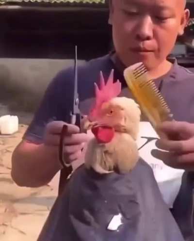 The first step of your rooster become superstar.