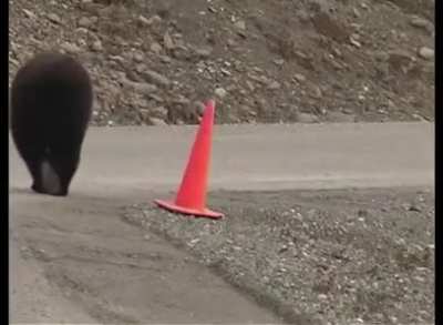 Civic bear