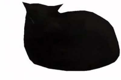 Maxwell the cat spining