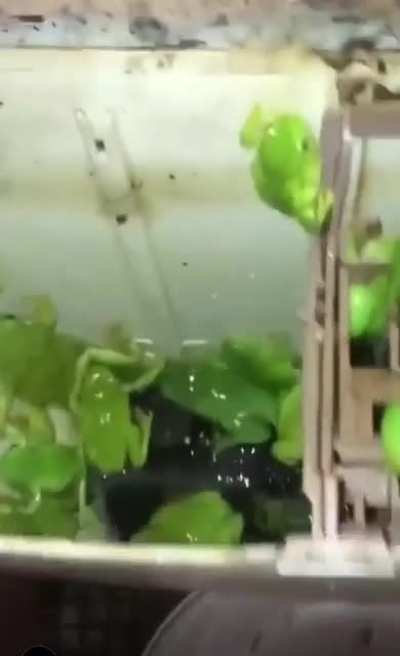 frog