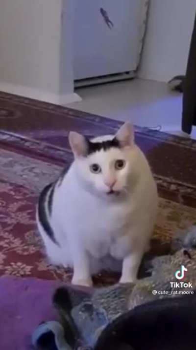 cursed meow