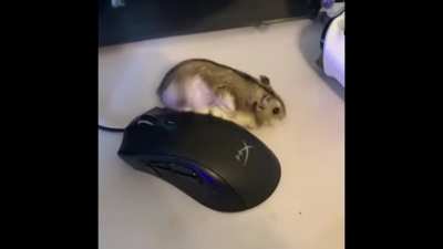 Hamster under the .....