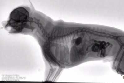 Anatomy of a dog swallowing