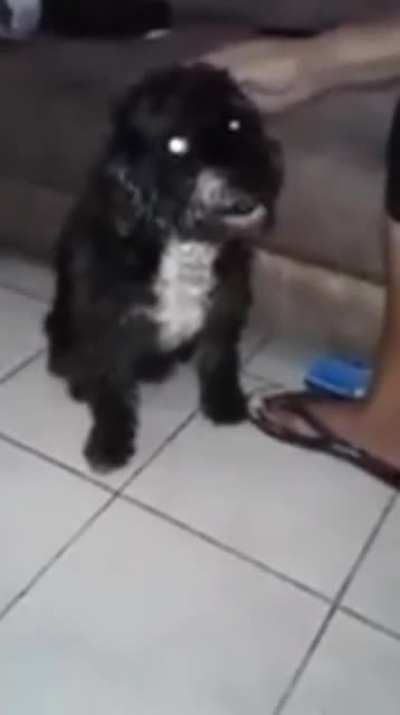 Bad dog!