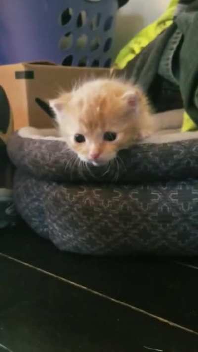 Mewwww