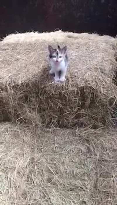 Adorable kittens leap of faith