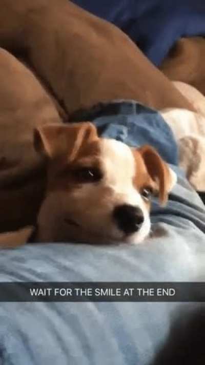 Smile Doggo