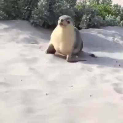 just a cute sea lion