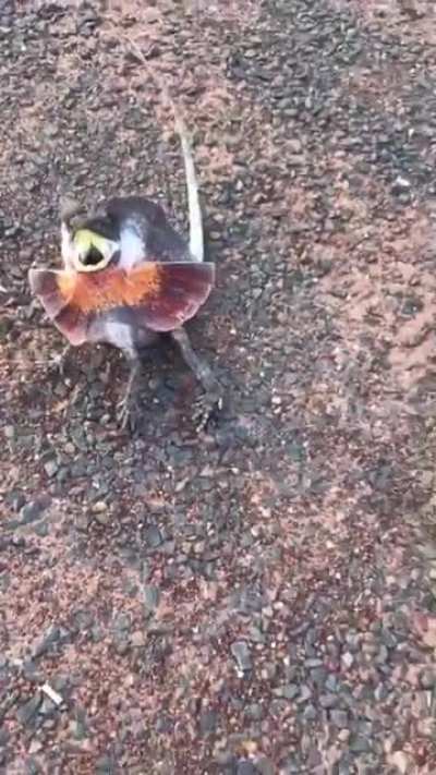 An Aussie manages to keep a lizard in frame, taunting it all the way