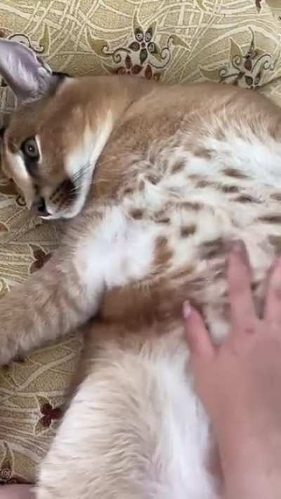 Eu n&atilde;o amo apenas o bingus , tamb&eacute;m gosto do floppa 😍😍