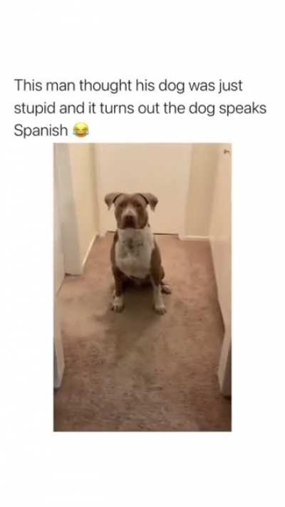 This dog definitely belongs here..."Dame le meno"