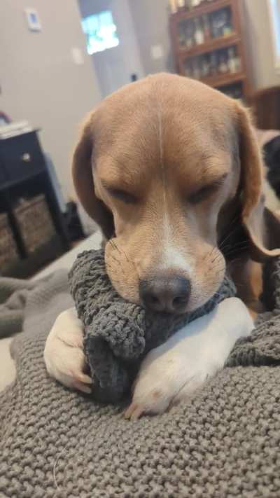 This is how my dog likes to fall asleep 😴 (OC)