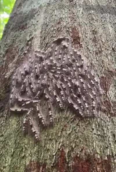 What is this?!