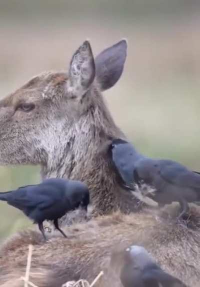 🔥 At the end of Winter, the Stag shed their thick coats. Jackdaws and other birds capitalize on this excess fur for nest building, making the shedding process much easier on the deer. A brief mutualistic partnership between both species.