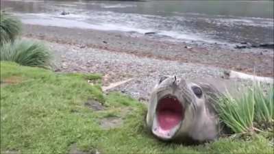 AAAAHHHHHH!!!