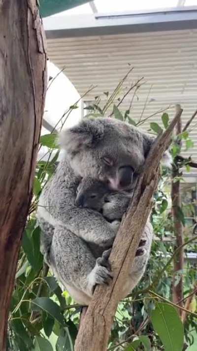 考拉打哈欠