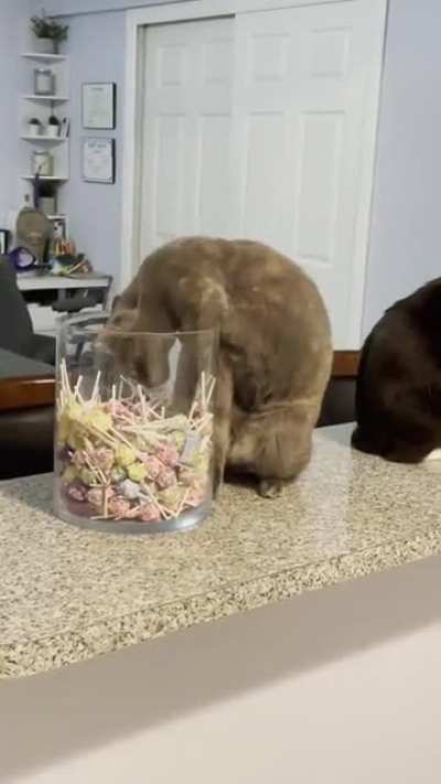 I spent weeks wondering why I was finding lollipops everywhere. Then I caught this thief.