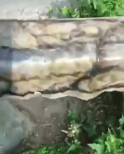 Come&ccedil;ou.... MONKAW