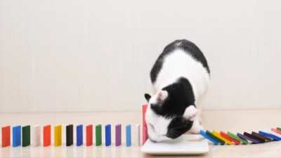 Gatos.